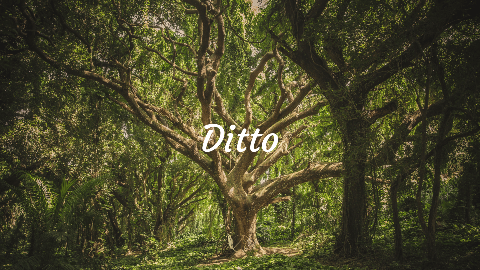 Ditto by Jay Rose Ana